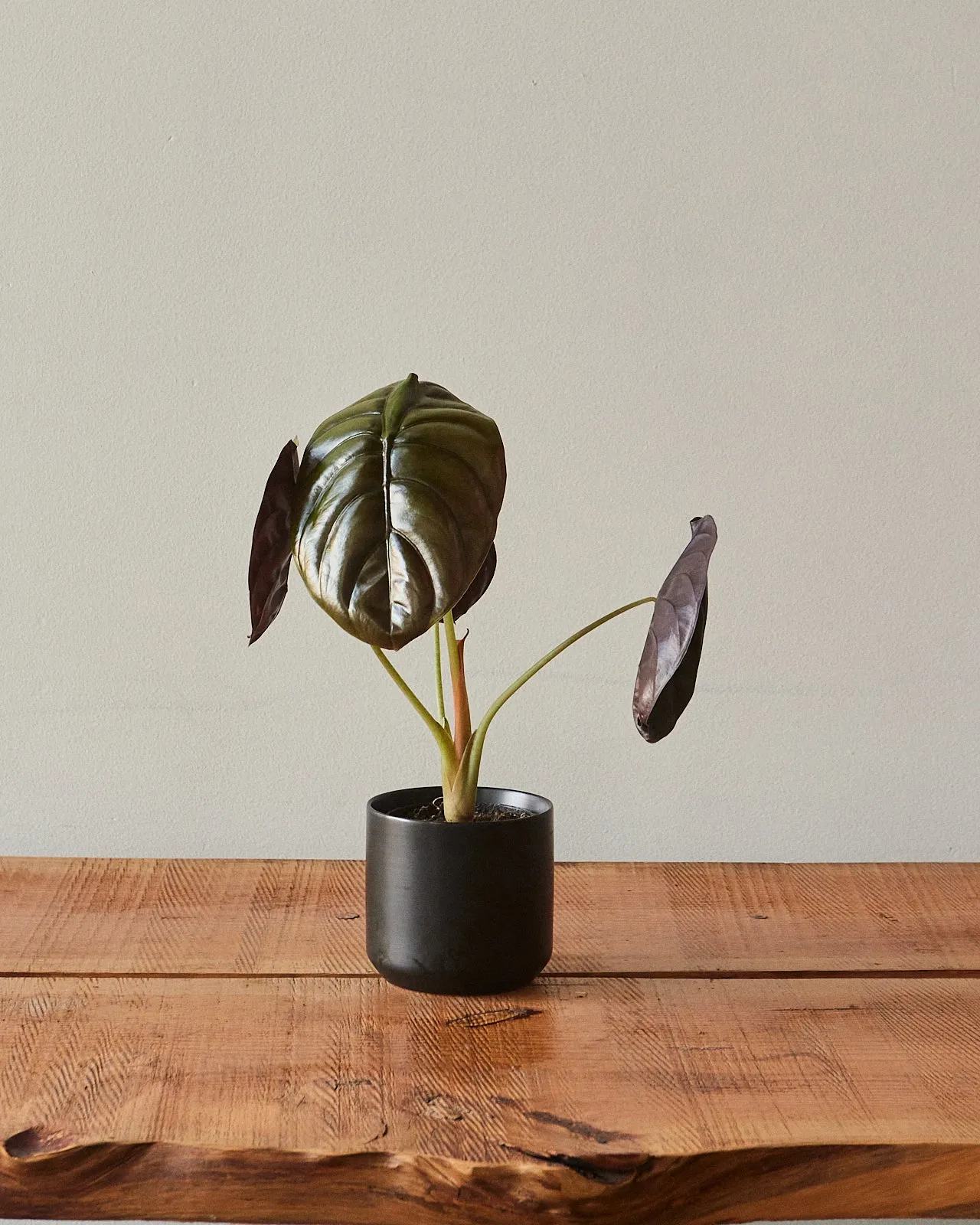 Alocasia Cuprea, 'Red Secret'