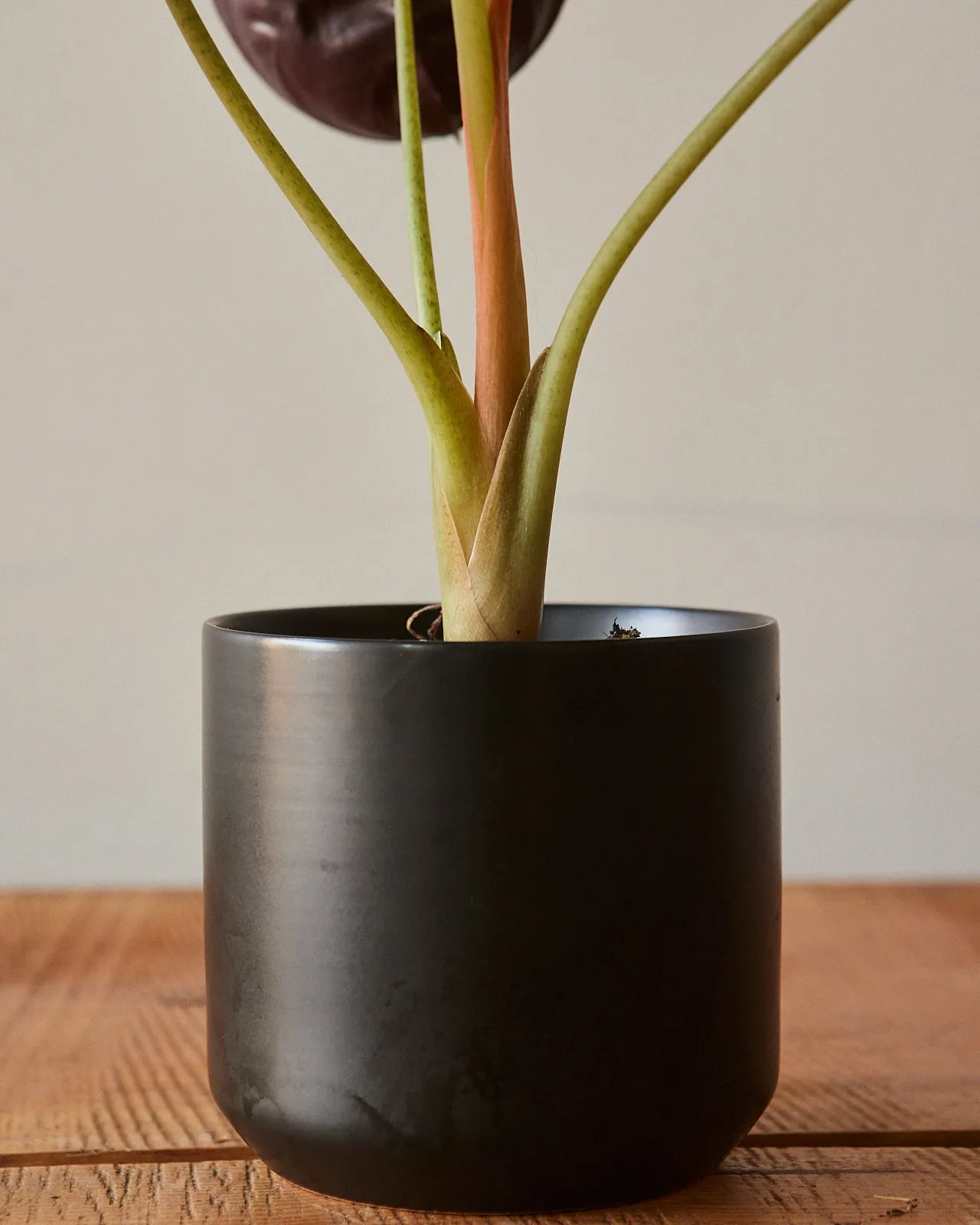 Alocasia Cuprea, 'Red Secret'