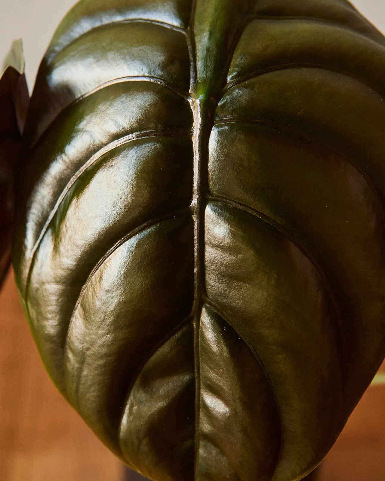 Alocasia Cuprea, 'Red Secret'