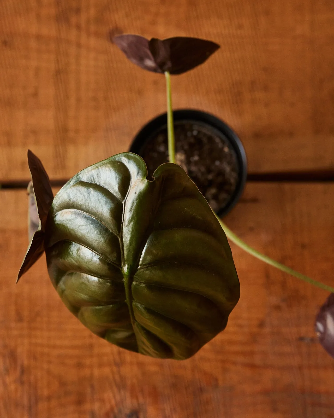 Alocasia Cuprea, 'Red Secret'